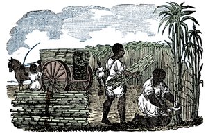 Slaven oogsten suikerriet in Louisiana, 1833