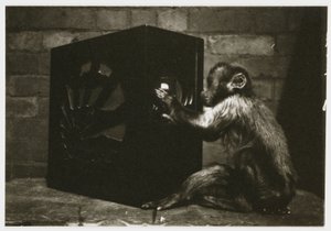 Kleine aap die met de knoppen van een radio speelt, genomen door een onbekende fotograaf rond 1935 door Unbekannt