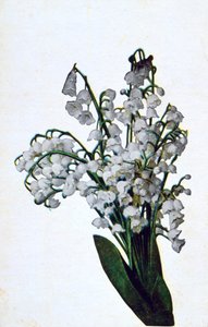 Sneeuwklokje, Franse bloemenkaart, ca. 1900