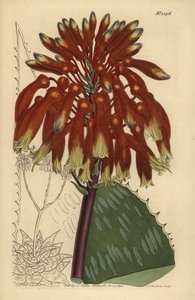 Zeepaloë of zebra-aloë, Aloe maculata door Unbekannt