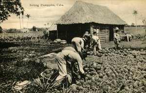 Sorteren van ananassen, Cuba, eind 19e-begin 20e eeuw door Unbekannt