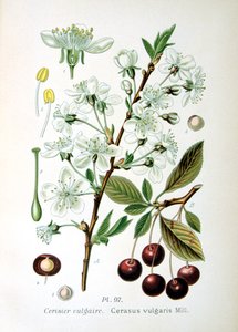 Zure kers, 1893