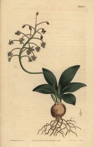 Zuid-Indische scilla, Ledebouria revoluta door Unbekannt
