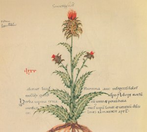 Melkdistel, 1947 door Unbekannt