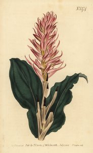 Stenorrhynchos speciosum orchidee door Unbekannt