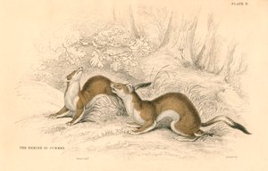 Hermelijn Mustela erminea, lid van de wezelsfamilie, 1828 door Unbekannt