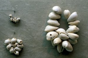 Snoeren van kaurischelpen