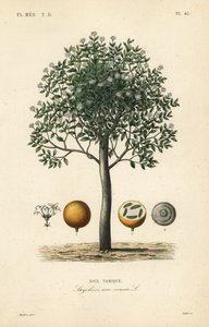 Strychnineboom, nux vomica, gifnoot of semen strychnos, Strychnos nux-vomica, Noix vomique door Unbekannt