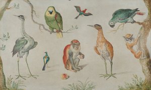 Studie van vogels en apen, 1660-1670 door Unbekannt