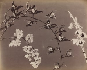 Studie van orchideeën door Unbekannt