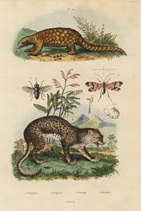 Sunda pangolin, Manis javanica, ernstig bedreigd 1, luipaard, Panthera pardus 4, daas, Tabanus rostratus 3, schorpioenvlieg, Panorpa communis 3 door Unbekannt