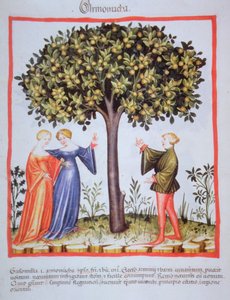 "Tacuinum Sanitatis" Codex Vindobonensis Nova Series 2644, fol. 9, Abrikozen plukken, Miniatuur (1370-1400) door Unbekannt