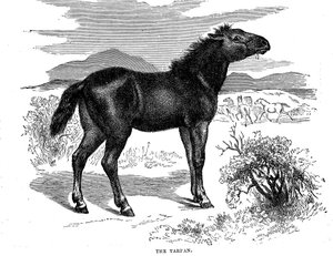 Tarpan, 1884 door Unbekannt