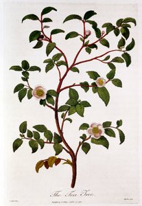 Thee: tak van Camellia sinensis door Unbekannt