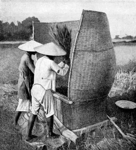 De Annamese manier van oogsten en dorsen van rijst, Annam, Vietnam, 1922 door Unbekannt