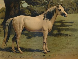 De Arabische pony van generaal Sir Hope Grant, ca. 1879 door Unbekannt