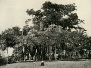 De Banyanboom, Barrackpore, 1870, 1925