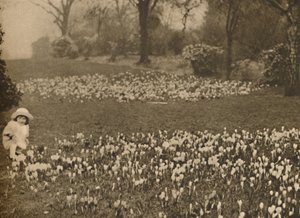 Het krokustapijt van de lente, ca. 1935 door Unbekannt
