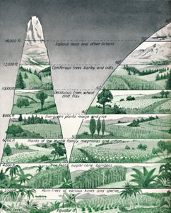 De verschillende vegetatiezones, 1935 door Unbekannt