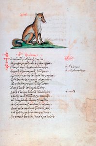 De vos, 1564
