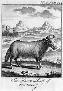 De Harige Stier van Buratskoy, ca. 18e eeuw