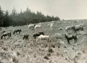 De Mantsjoerijse pony