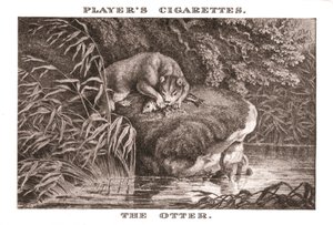 De Otter, 1924 door Unbekannt