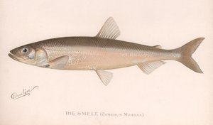 De Smeet Osmerus Mordax