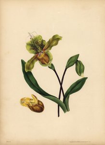 De edele Damespantoffel, Cypripedium reginae, Gelijkenis door Unbekannt