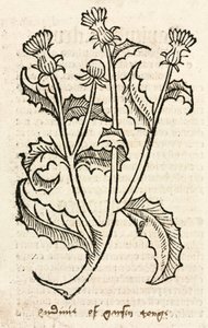 Distel