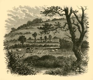 Thistledon, 1898