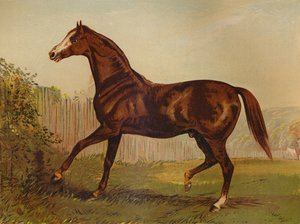 Volbloed hengst Blair Athol, winnaar van de Derby & St Leger 1864, ca. 1879 door Unbekannt
