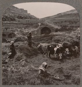 Graan dorsen bij Jacobs Well, circa 1900 door Unbekannt