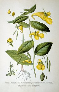 Springzaad, 1893 door Unbekannt