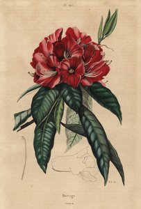 Boomrododendron, Rhododendron arboreum