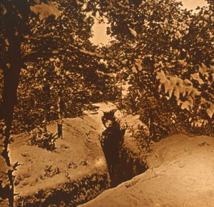 Loopgraven onder sparren, ca. 1914-ca. 1918