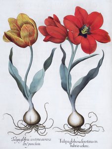 Tulpen, 1613