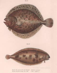 Tarbot, Rhombus maximus, Gewone tong Solea vulgaris, c.1850s door Unbekannt