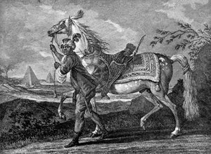 Turks Arabisch paard
