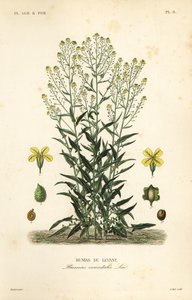 Turkse wrattige kool of Turkse raket, Bunias orientalis, Bunias de Levant door Unbekannt