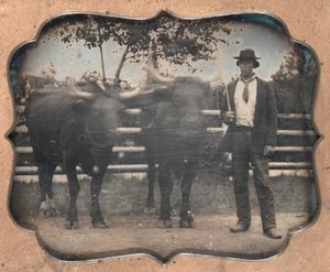 Twee ossen en bestuurder, 1850s
