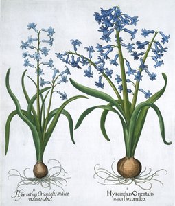 Twee blauwe hyacinten, 1613 door Unbekannt