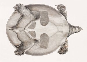 Onderkant van een schildpad door Unbekannt