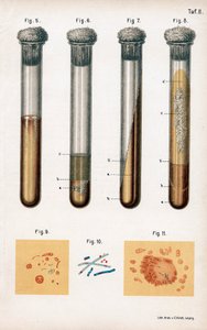 Verschillende soorten bacteriën, 1889 door Unbekannt