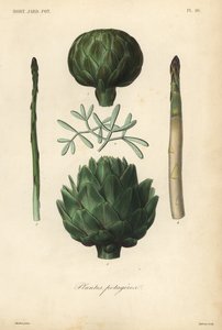 Groenten, Plantes potageres door Unbekannt