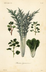 Groenten, plantes legumieres