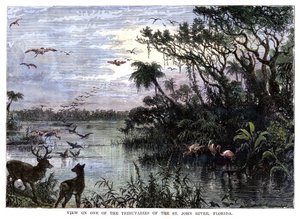 Uitzicht op een van de Zijrivieren van de St. John River, Florida, 19e eeuw door Unbekannt