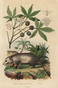 Virginia opossum, Didelphis virginiana, en cassave of yuca, Manihot esculenta door Unbekannt