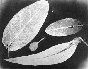 Water vaste foto Vier bladeren, zomer 1839 door Unbekannt
