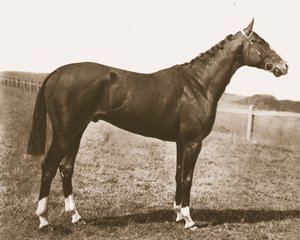 Weerhaan, 1911